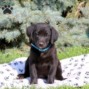 Christina, Golden Retriever Mix Puppy