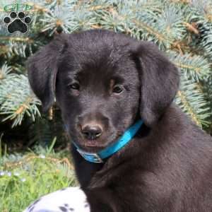 Christina, Golden Retriever Mix Puppy