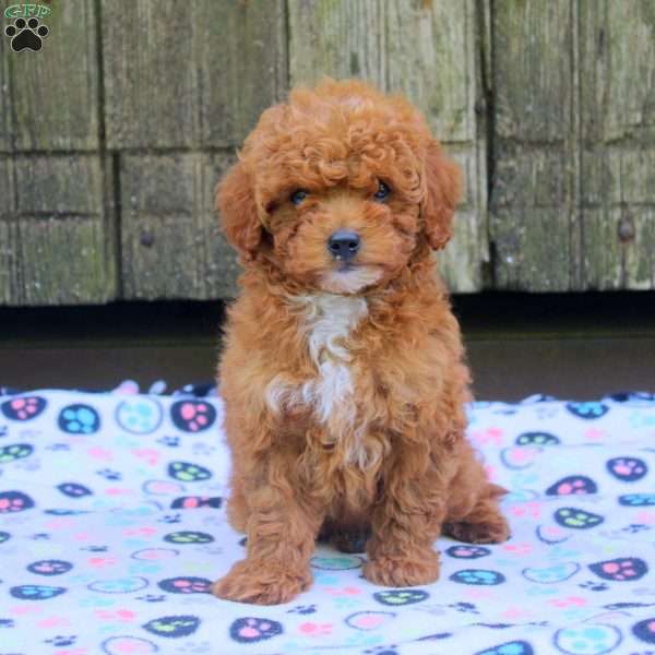 Chuck, Bich-Poo Puppy