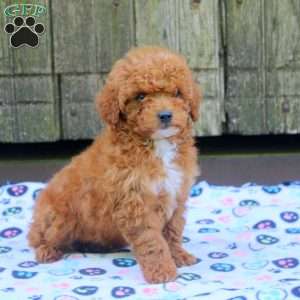 Chuck, Bich-Poo Puppy