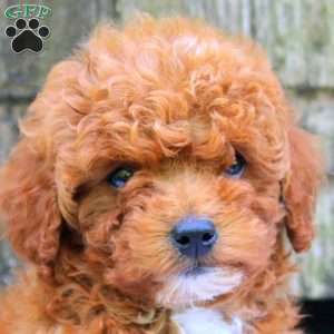 Chuck, Bich-Poo Puppy