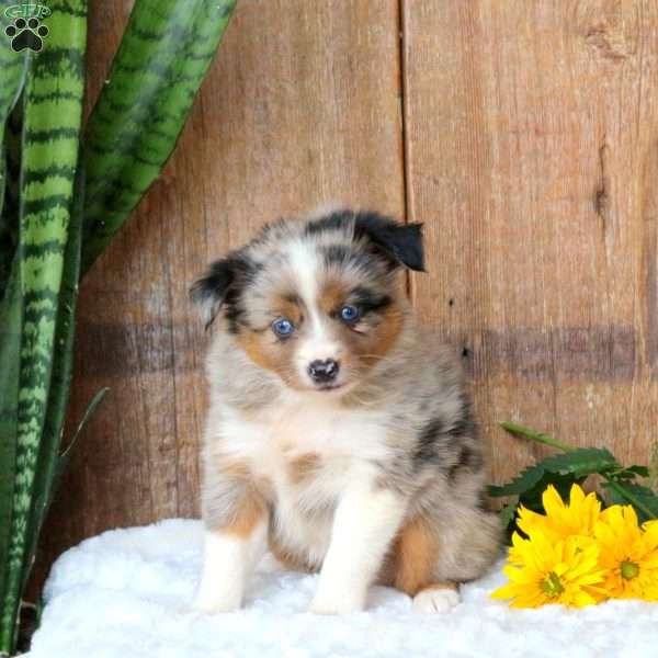 Cindy, Miniature Australian Shepherd Puppy