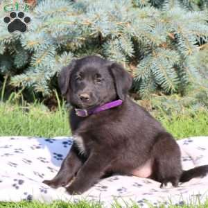 Cindy, Golden Retriever Mix Puppy