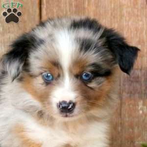 Cindy, Miniature Australian Shepherd Puppy