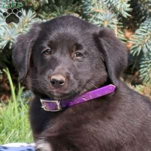 Cindy, Golden Retriever Mix Puppy