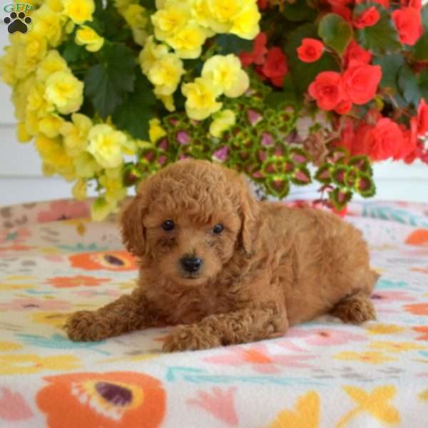 Cinnamon, Miniature Poodle Mix Puppy