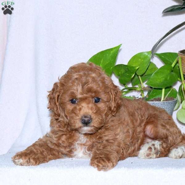 Cinnamon, Miniature Poodle Puppy