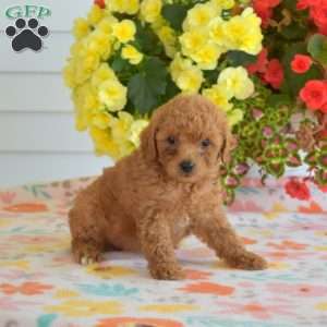 Cinnamon, Miniature Poodle Mix Puppy