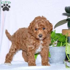 Cinnamon, Miniature Poodle Puppy