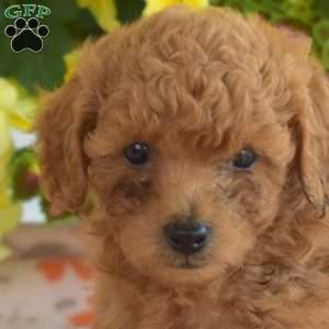 Cinnamon, Miniature Poodle Mix Puppy