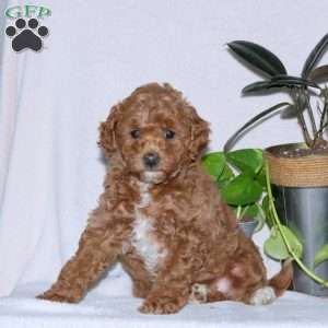 Cinnamon, Miniature Poodle Puppy