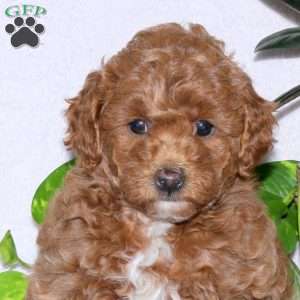 Cinnamon, Miniature Poodle Puppy