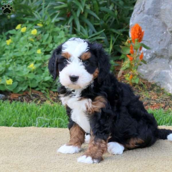 Claire, Mini Bernedoodle Puppy