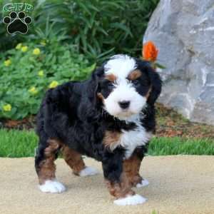 Claire, Mini Bernedoodle Puppy