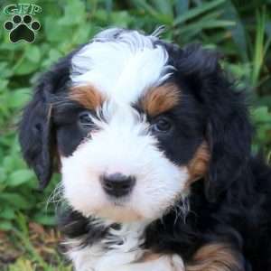 Claire, Mini Bernedoodle Puppy