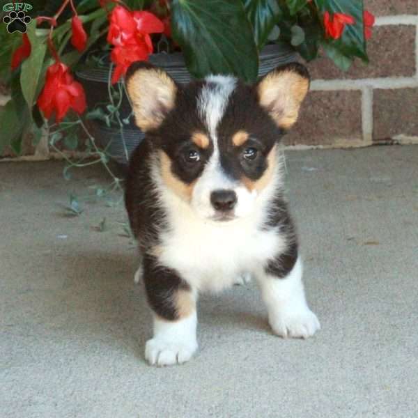 Clara, Pembroke Welsh Corgi Puppy