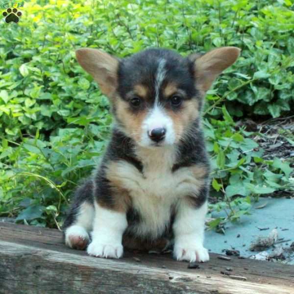 Clara, Pembroke Welsh Corgi Puppy