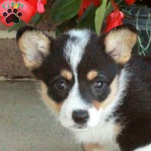 Clara, Pembroke Welsh Corgi Puppy