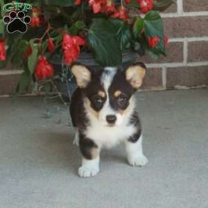 Clara, Pembroke Welsh Corgi Puppy