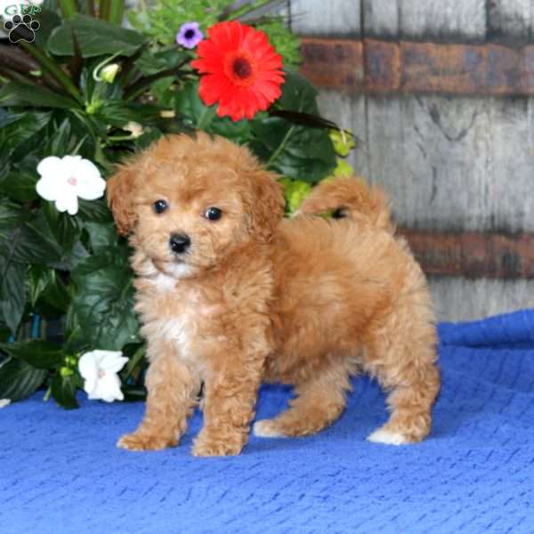 Classy, Bich-Poo Puppy