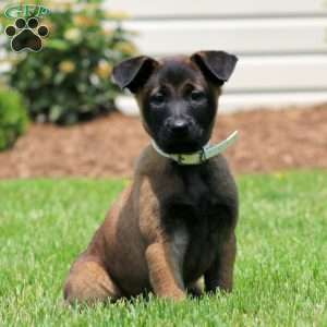 Classy, Belgian Malinois Puppy