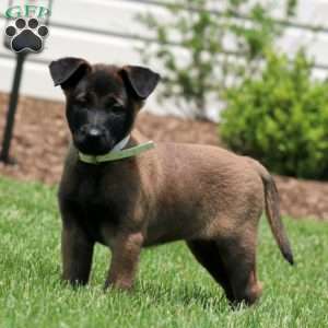 Classy, Belgian Malinois Puppy