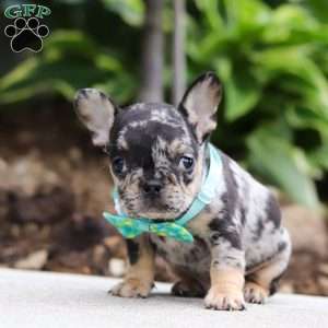 Clyde, French Bulldog Puppy