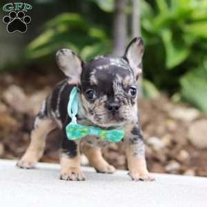 Clyde, French Bulldog Puppy