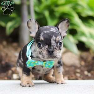 Clyde, French Bulldog Puppy