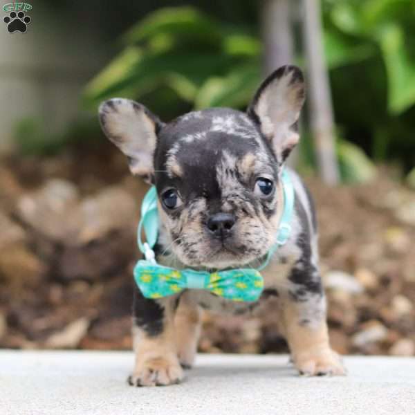 Clyde, French Bulldog Puppy