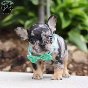 Clyde, French Bulldog Puppy