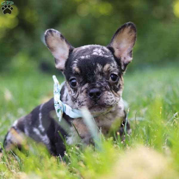 Clyde, French Bulldog Puppy