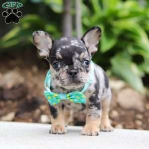 Clyde, French Bulldog Puppy