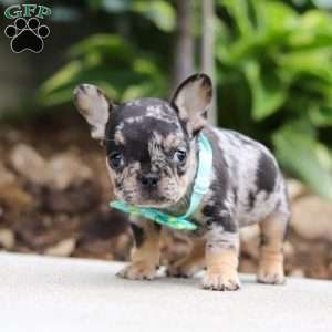 Clyde, French Bulldog Puppy
