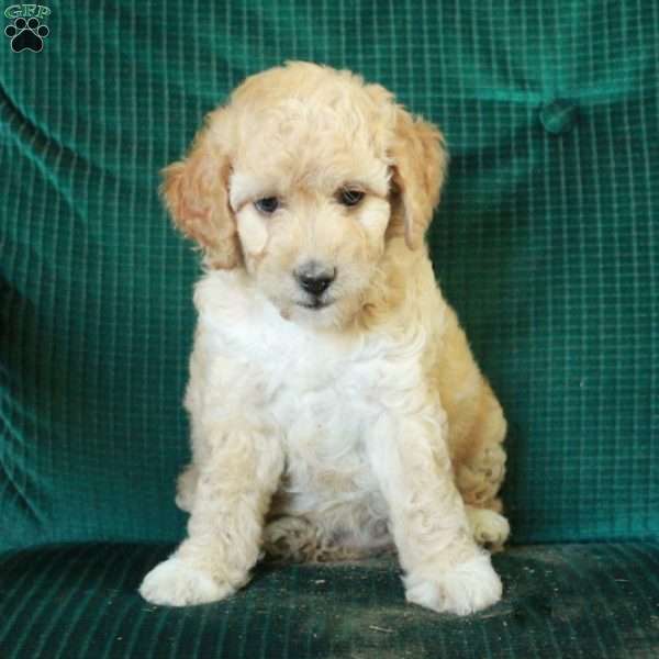 Coco, Miniature Poodle Mix Puppy
