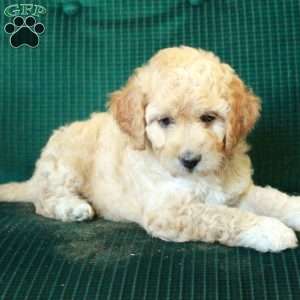 Coco, Miniature Poodle Mix Puppy
