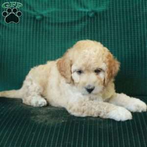 Coco, Miniature Poodle Mix Puppy