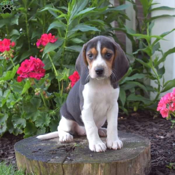 Cocoa, Beagle Puppy