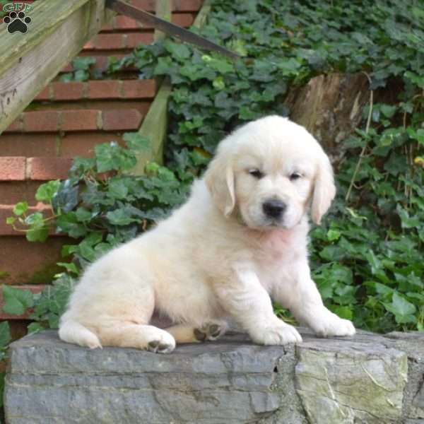 Cocoa, English Cream Golden Retriever Puppy
