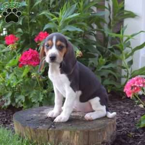 Cocoa, Beagle Puppy