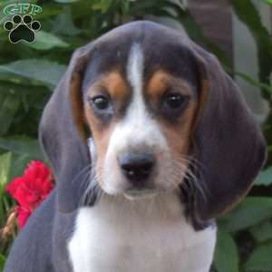 Cocoa, Beagle Puppy