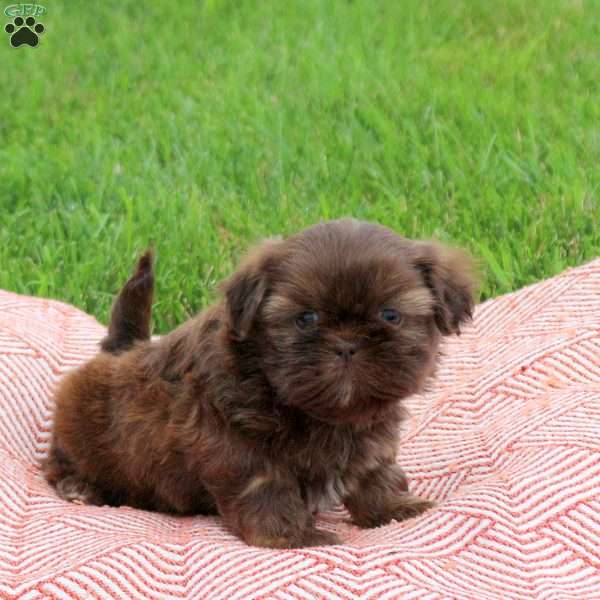 Cocoa, Shih Tzu Puppy