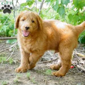 Coconut, Labradoodle Puppy