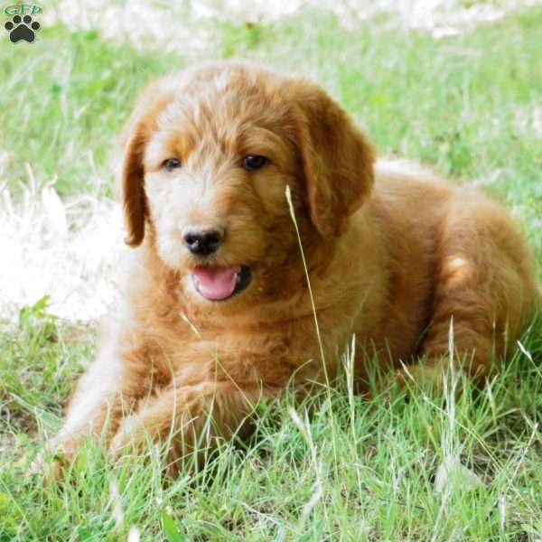 Coconut, Labradoodle Puppy