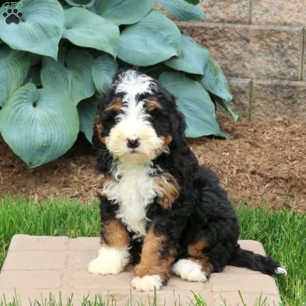 Cody, Mini Bernedoodle Puppy