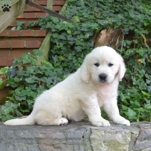 Cody, English Cream Golden Retriever Puppy