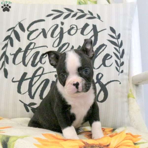 Cody, Boston Terrier Puppy