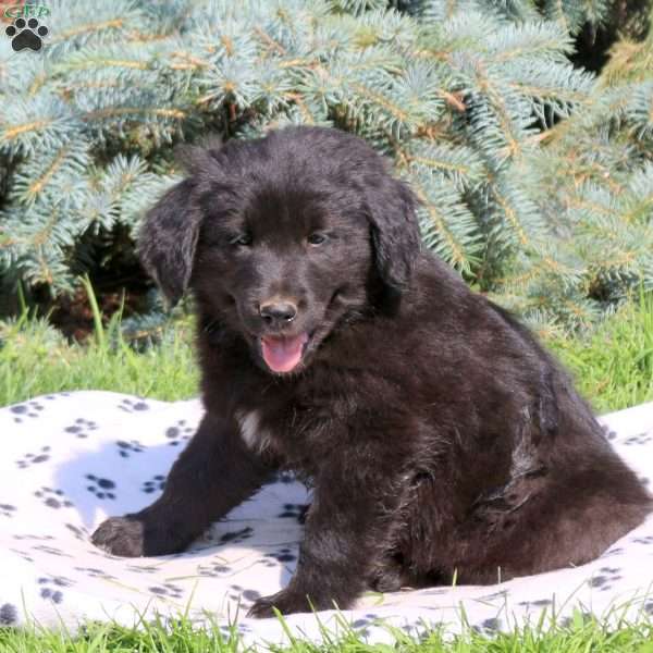 Cody, Golden Retriever Mix Puppy