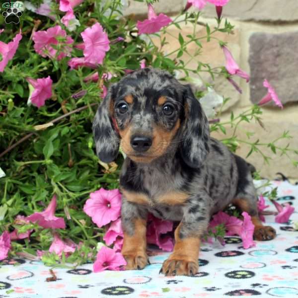 Cody, Dachshund Puppy