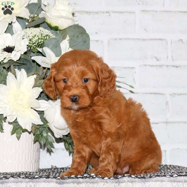 Cody, Mini Goldendoodle Puppy